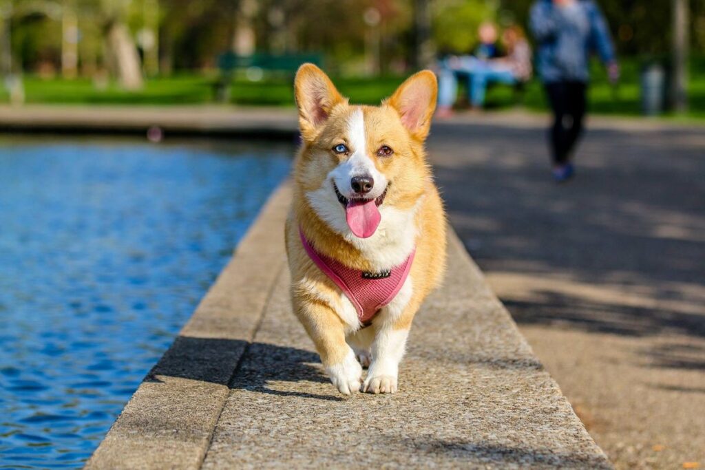 Happy dog walking off-lead beside water at an Australian park where canine cough can spread