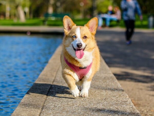 Happy dog walking off-lead beside water at an Australian park where canine cough can spread