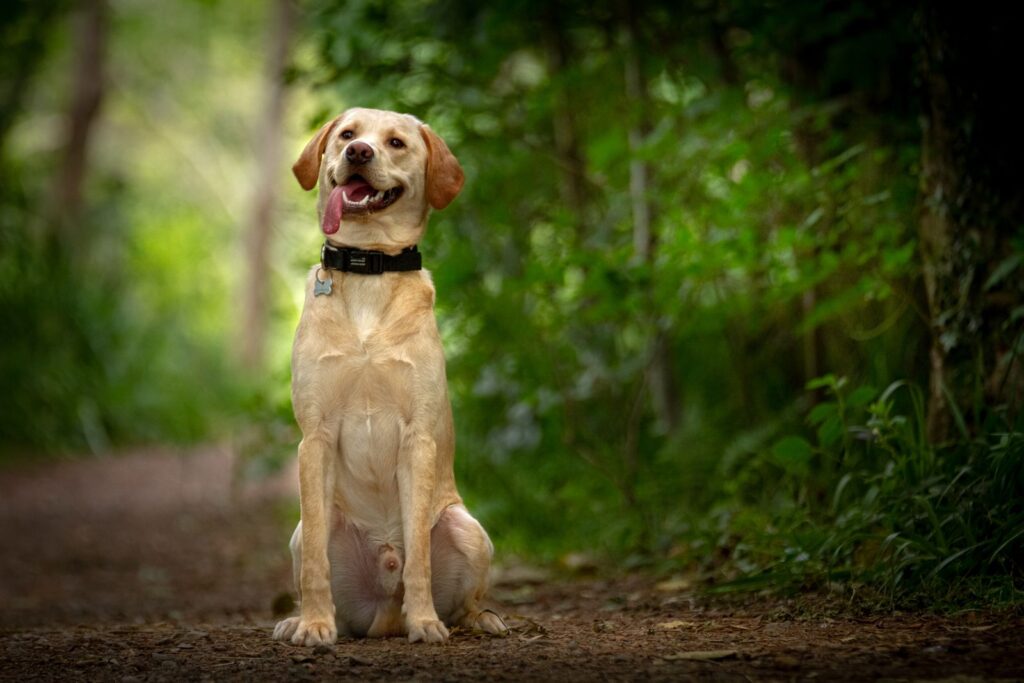 Happy Labrador retriever with tongue out, ready for a peanut butter treat