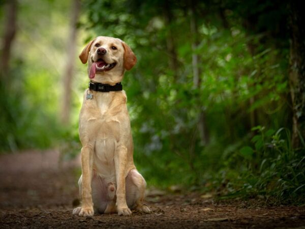 Happy Labrador retriever with tongue out, ready for a peanut butter treat