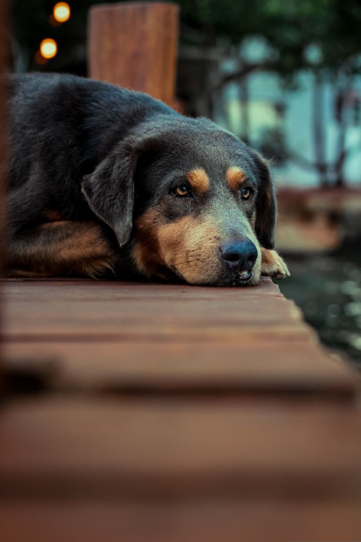 Large dog resting quietly on the floor after eating a meal