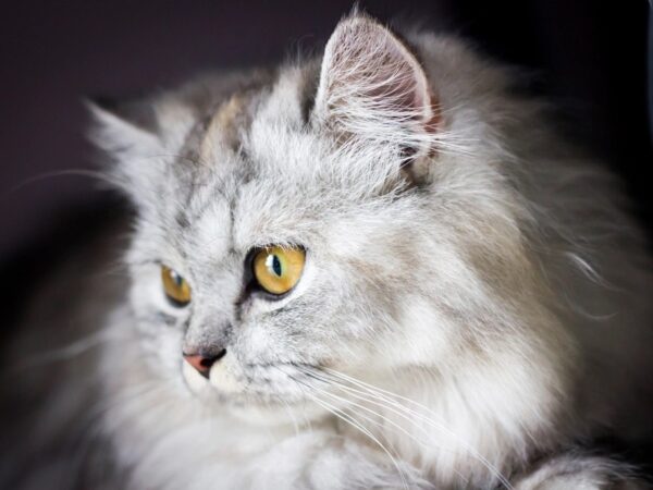 Grey long-haired cat being groomed to reduce hairballs