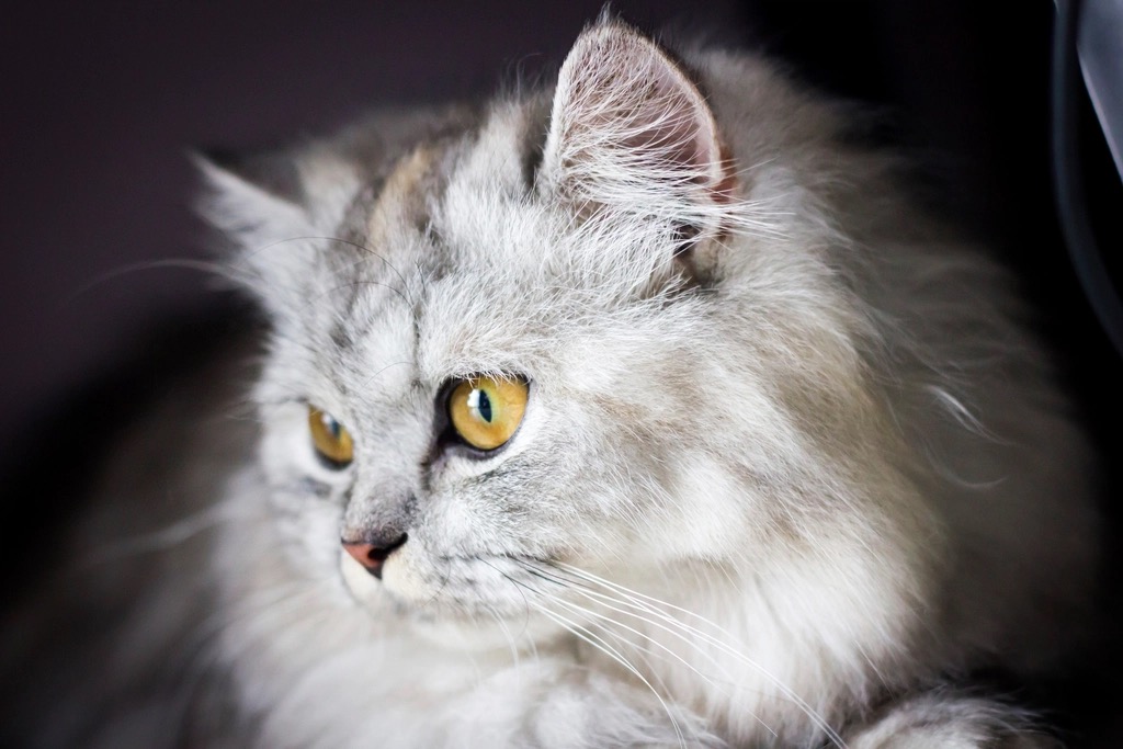 Grey long-haired cat being groomed to reduce hairballs