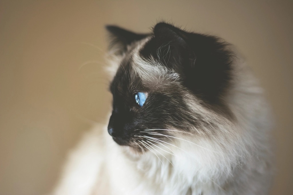 Fluffy long-haired cat shedding loose winter fur indoors