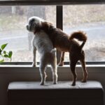 Two dogs looking out a home window in winter, illustrating pets that may escape or go missing