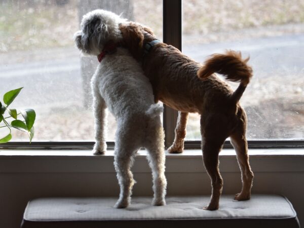 Two dogs looking out a home window in winter, illustrating pets that may escape or go missing