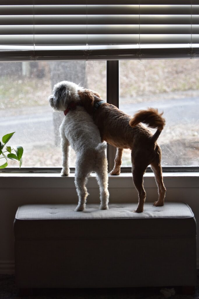 Two dogs looking out a home window in winter, illustrating pets that may escape or go missing