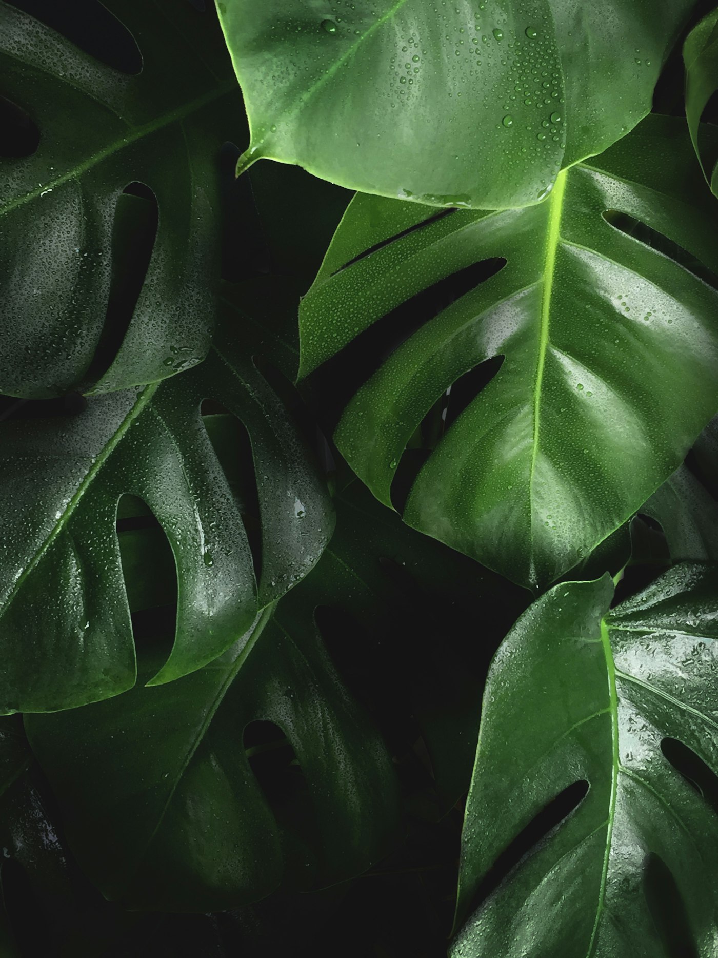Monstera and pothos indoor plants that are toxic to dogs and cats