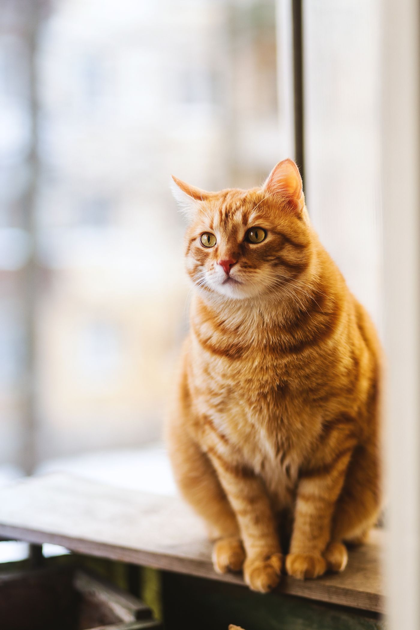 A well-fed ginger tabby cat sitting by a sunny window in an Australian home