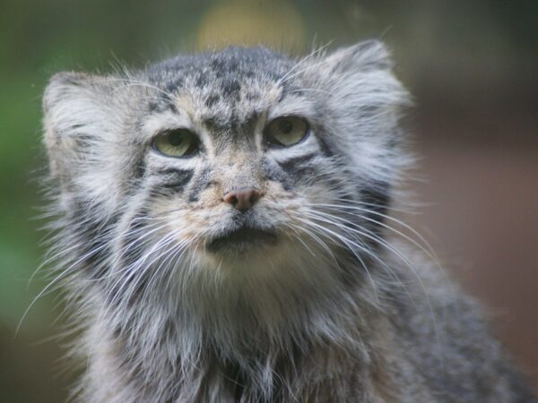 Pallas cat (Otocolobus manul) with dense grey fur and rounded ears sitting alert