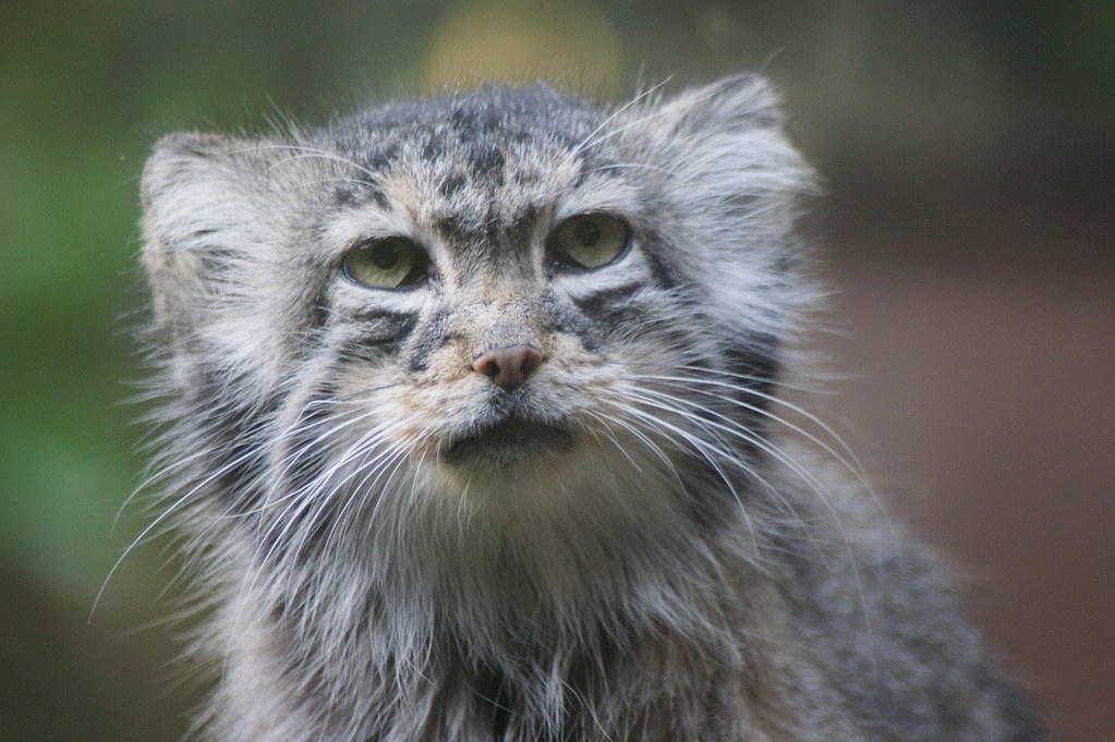 Pallas cat (Otocolobus manul) with dense grey fur and rounded ears sitting alert