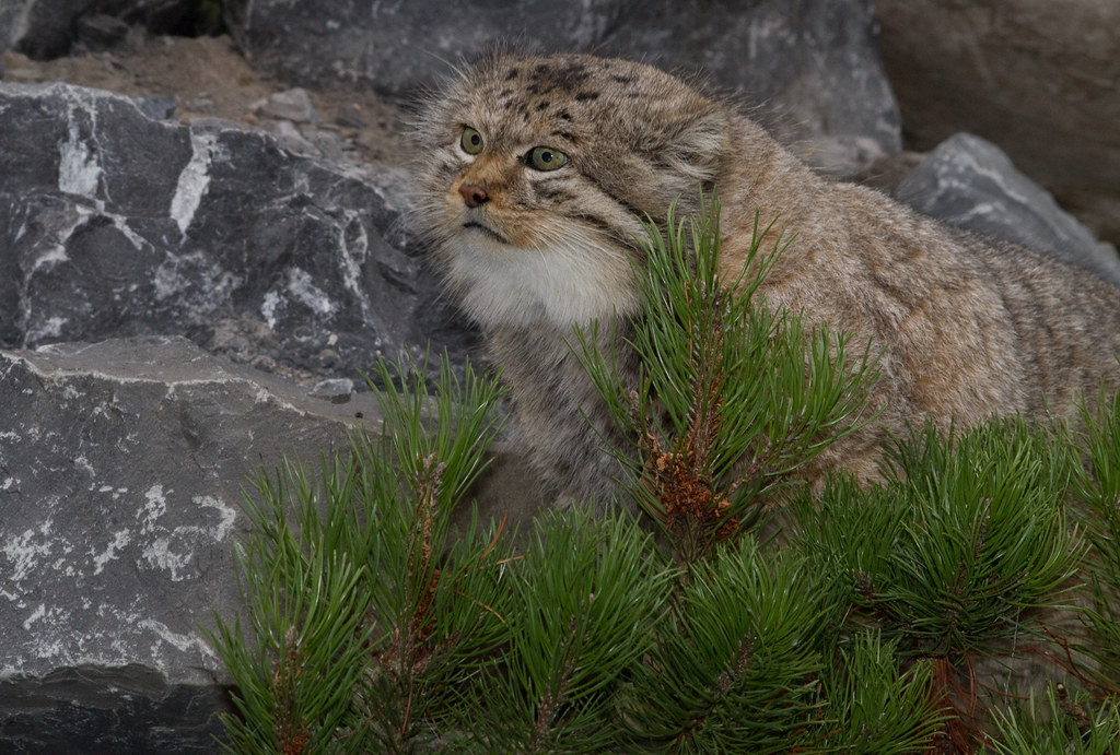 Close-up portrait of a Pallas cat showing its flat face, low-set ears and thick winter coat