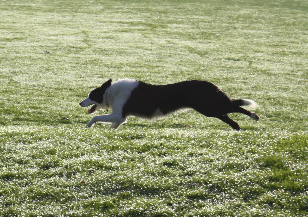Healthy border collie running through long grass where paralysis ticks can hide in Australia