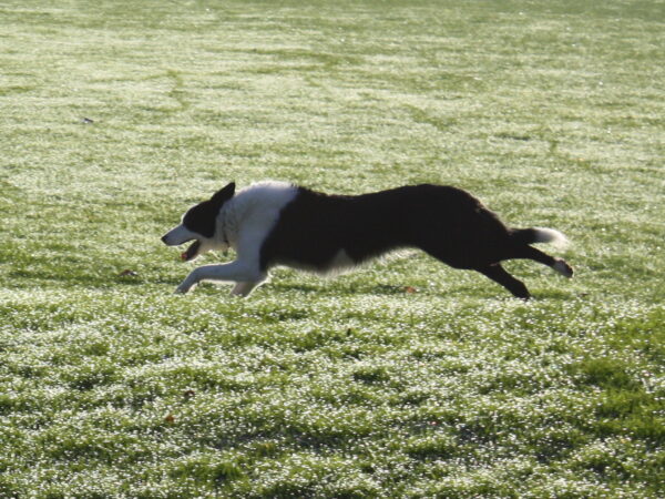 Healthy border collie running through long grass where paralysis ticks can hide in Australia