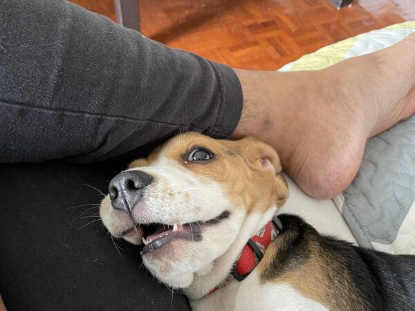 Beagle puppy resting on a lounge in an Australian rental home