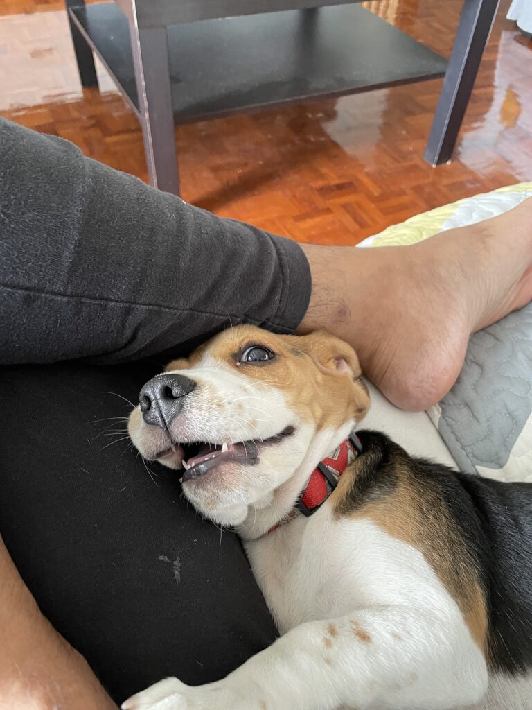 Beagle puppy resting on a lounge in an Australian rental home