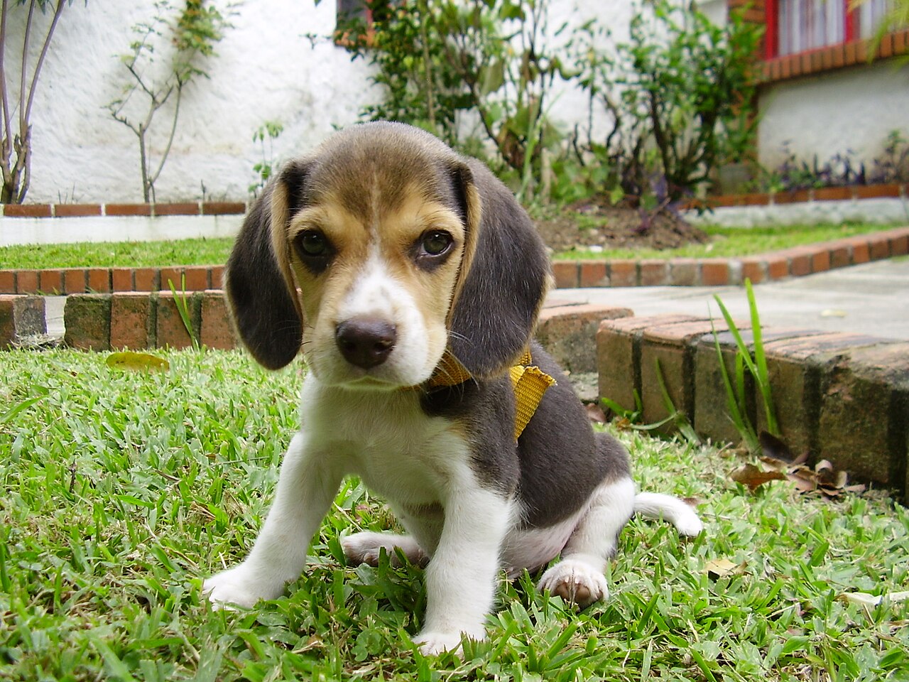 Young beagle puppy sitting on grass outside at its designated toilet spot