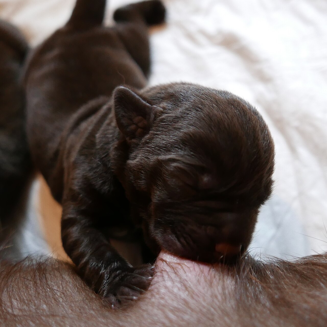 Curious chocolate Labrador puppy looking at the camera, a reminder to verify sellers before buying a pet online in Australia