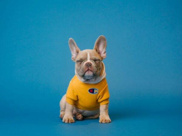 French bulldog puppy in a yellow jumper sitting calmly, ready for early socialisation
