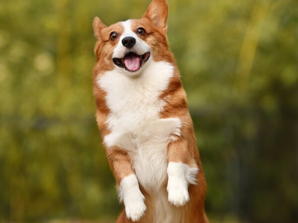 Corgi puppy standing on hind legs, ready for toilet training in an Australian winter