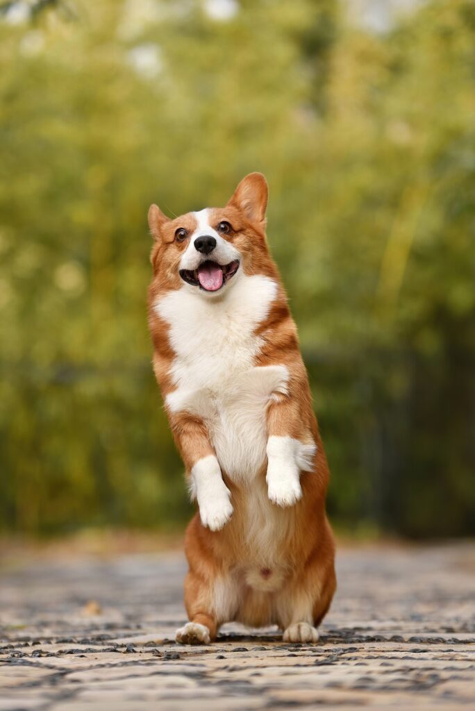 Corgi puppy standing on hind legs, ready for toilet training in an Australian winter