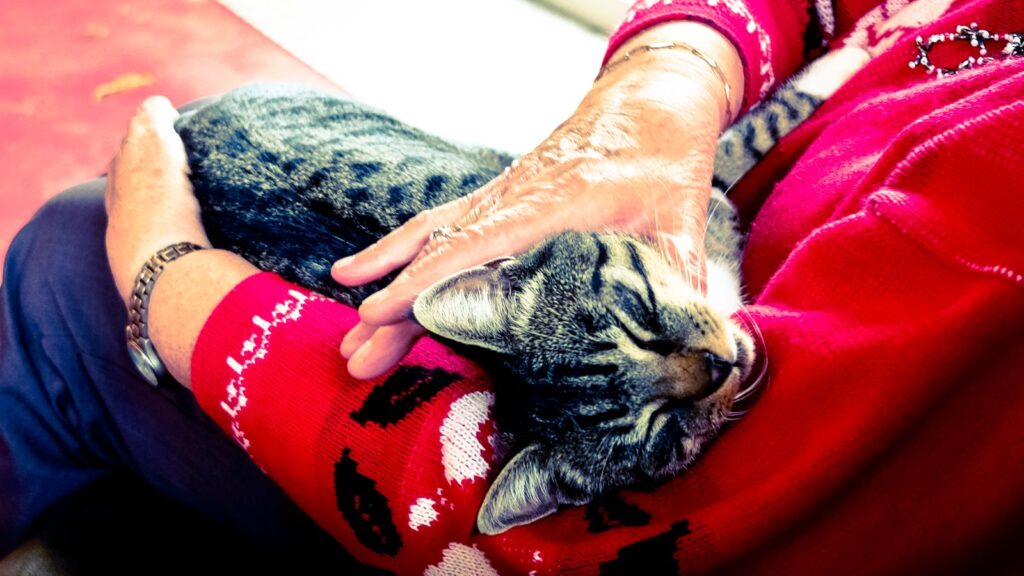 Senior tabby cat resting on an older owners lap being gently patted