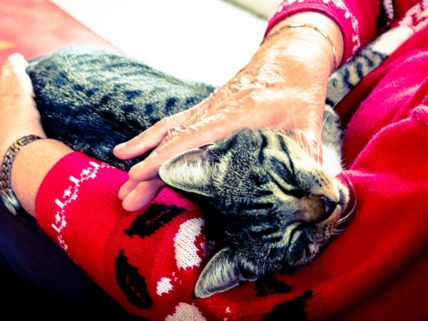 Senior tabby cat resting on an older owners lap being gently patted