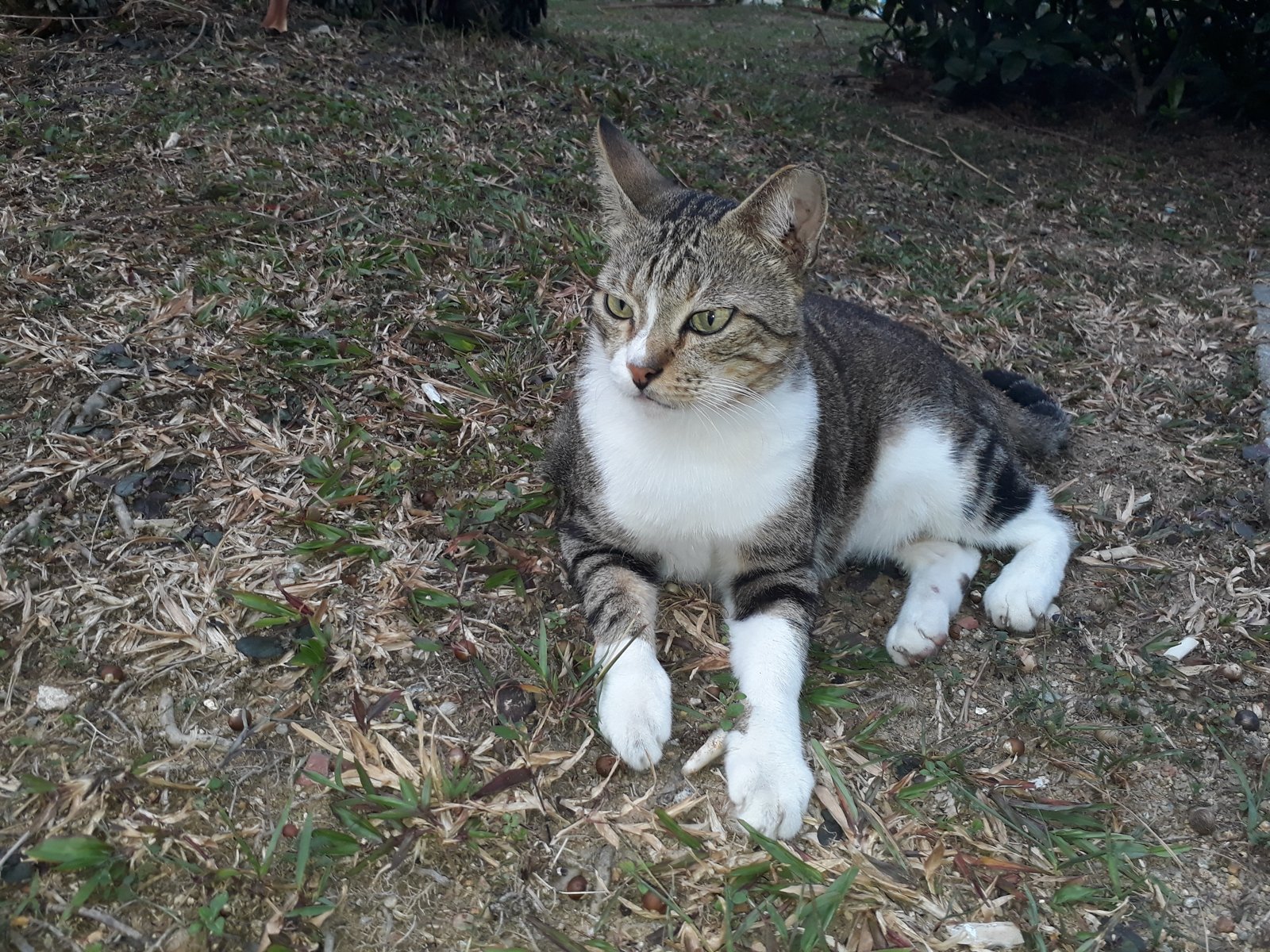 Senior cat resting indoors during an Australian winter, a common time for arthritis flare-ups