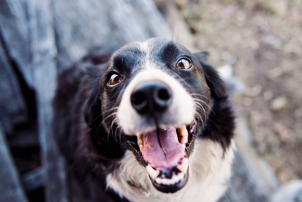 Senior black and white dog with a greying muzzle standing outdoors on a cold day