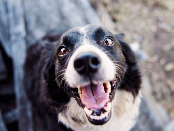 Senior black and white dog with a greying muzzle standing outdoors on a cold day