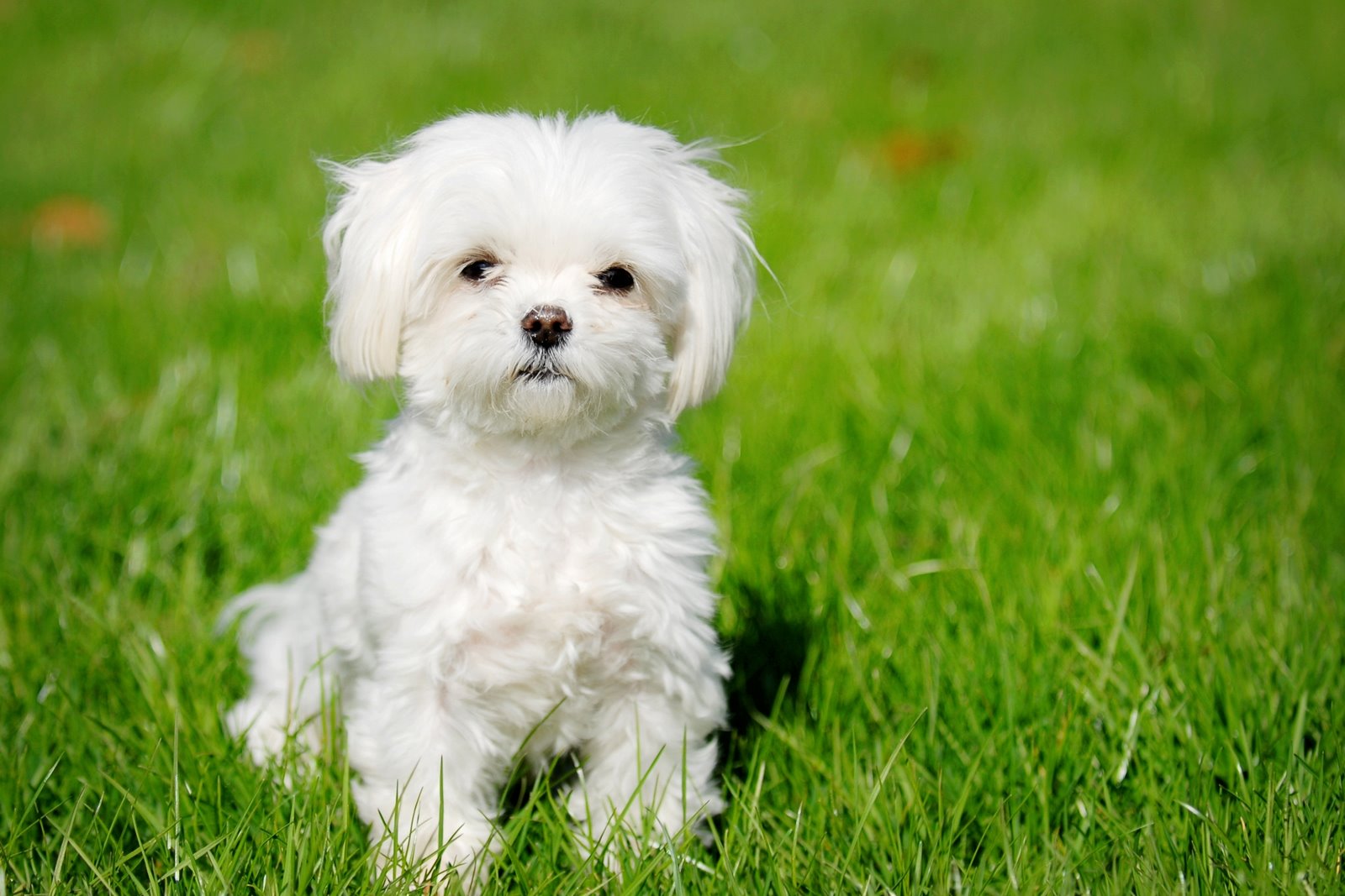 Senior white dog with a greying muzzle resting indoors
