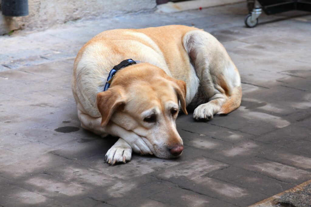 Senior labrador dog with a greying muzzle resting calmly