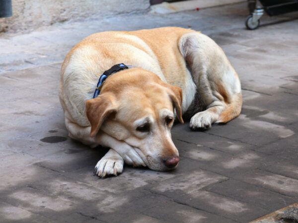 Senior labrador dog with a greying muzzle resting calmly