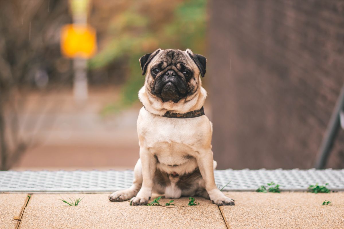 Small flat-faced dog resting indoors, a breed prone to reverse sneezing