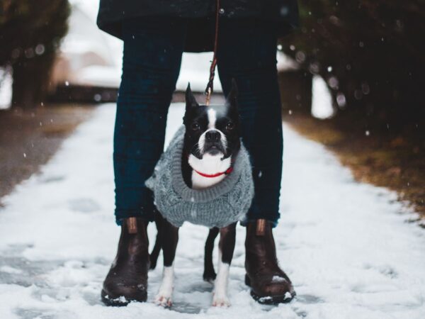 Small short-haired dog wearing a padded winter coat on a cold walk