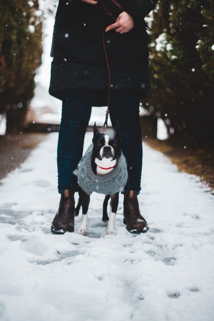 Small short-haired dog wearing a padded winter coat on a cold walk