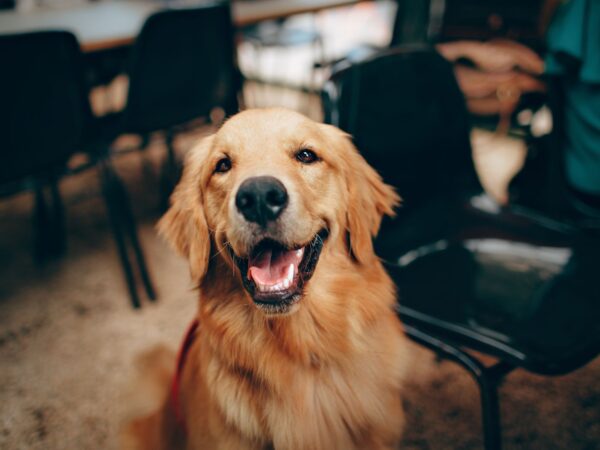 Happy golden retriever wearing a collar, ready for a smart tracker