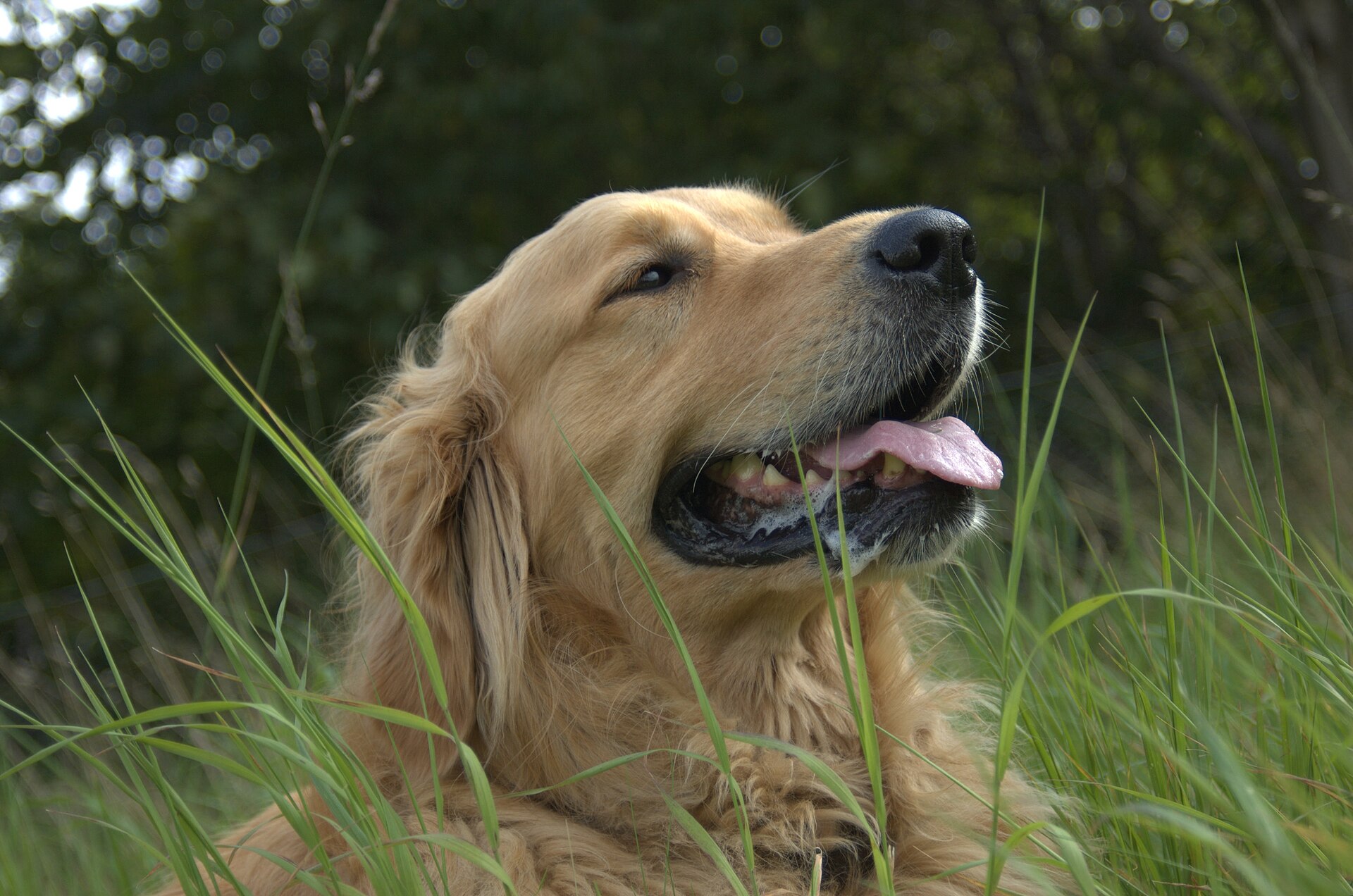 A smiling golden retriever standing in a grassy Australian park