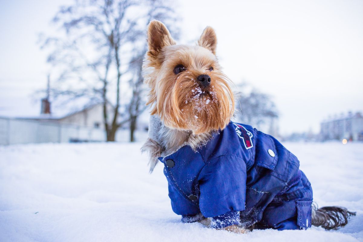 Small terrier in a blue winter jacket standing outdoors in the cold