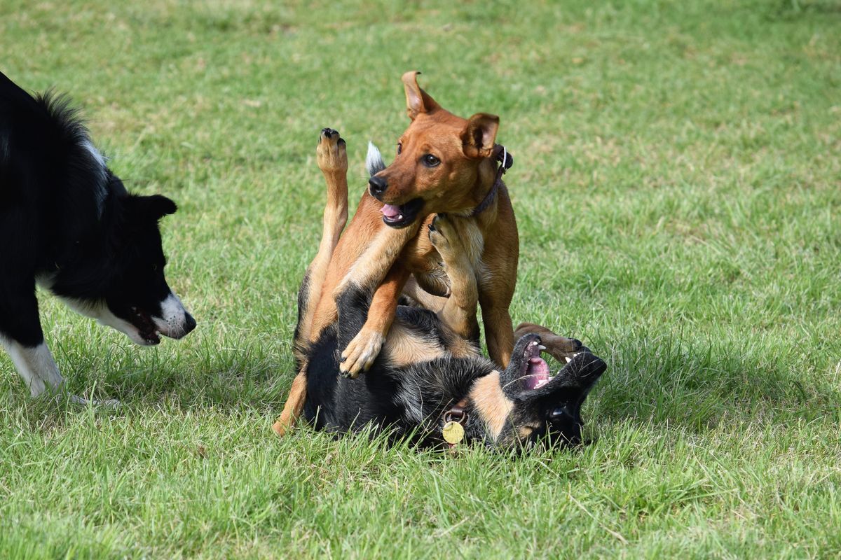 Three healthy dogs playing together outdoors, the kind of social group a good daycare provides
