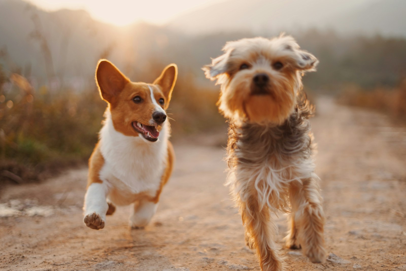 Two young dogs running and playing together outdoors on an Australian bush track at sunset