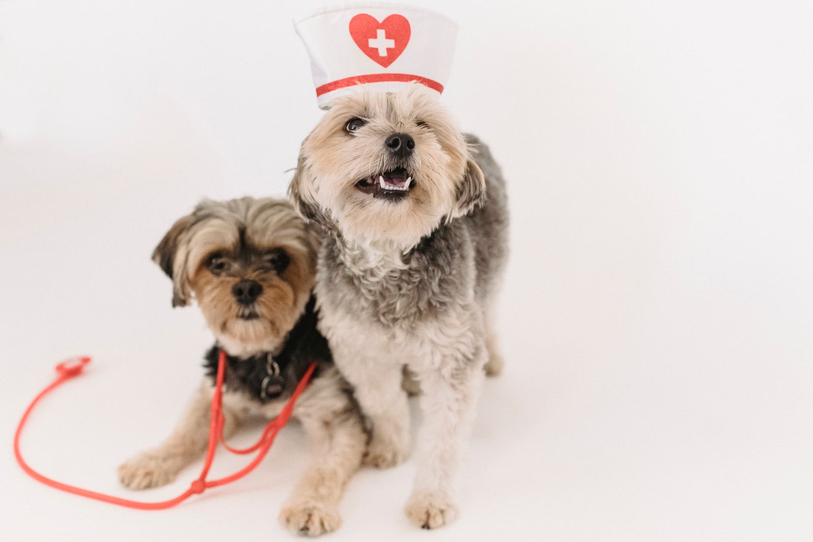 Two small terriers with a toy stethoscope representing pet health and rising vet costs in Australia