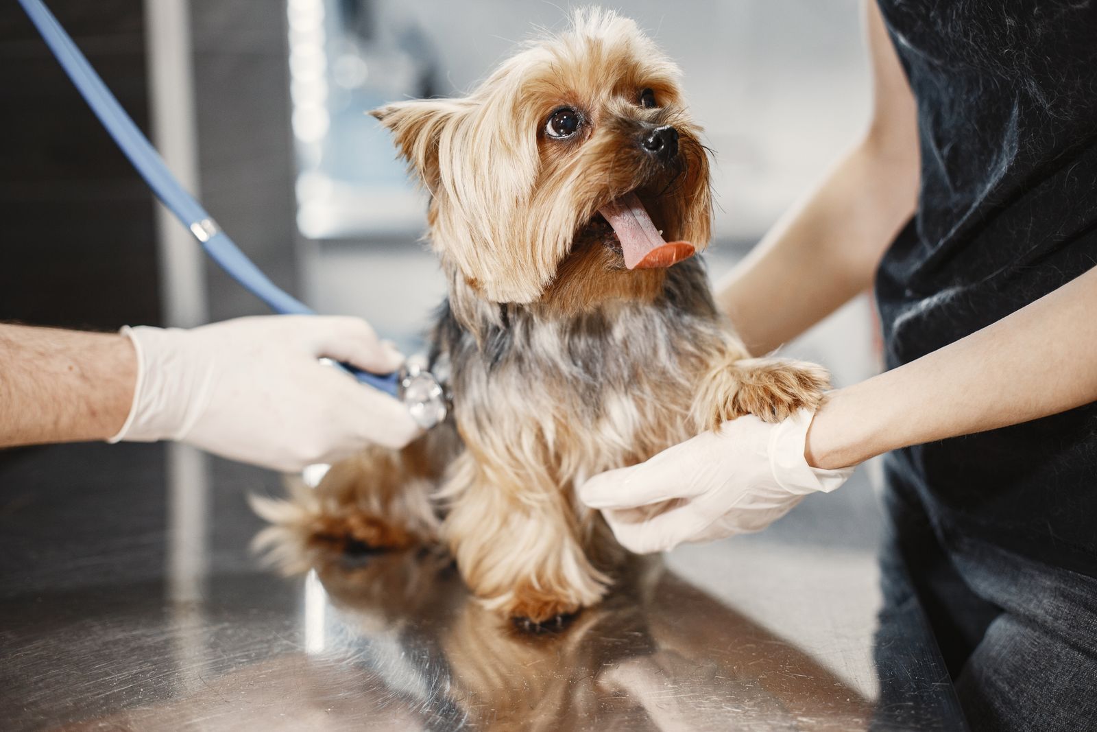 Veterinarian in gloves examining a small dog with a stethoscope on a clinic table