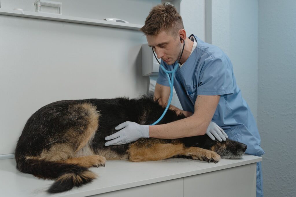 Veterinarian using a stethoscope to examine a dog during a health check in Australia