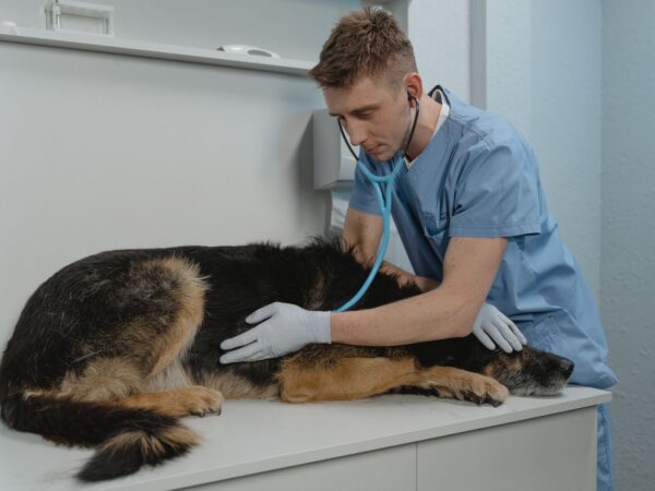 Veterinarian using a stethoscope to examine a dog during a health check in Australia