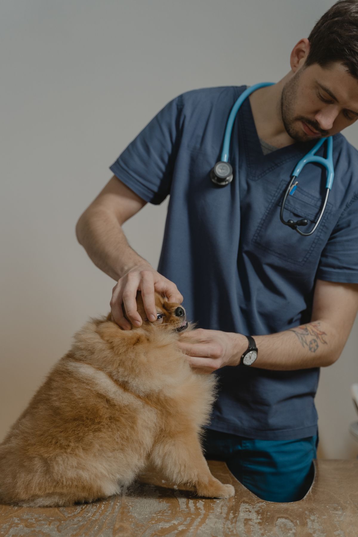 Veterinarian examining a dog in an Australian clinic where a microchip can be scanned