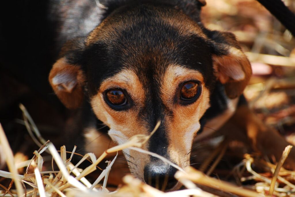 Anxious dog with wide, alert eyes showing early signs of noise fear