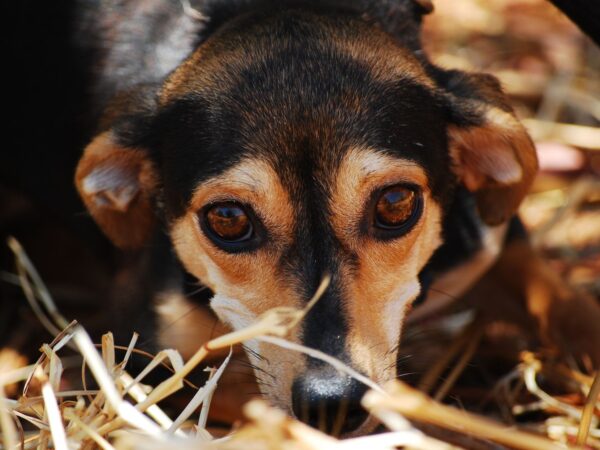 Anxious dog with wide, alert eyes showing early signs of noise fear