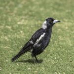 Australian magpie perched on a branch, the black-and-white bird behind Australia's spring swooping season
