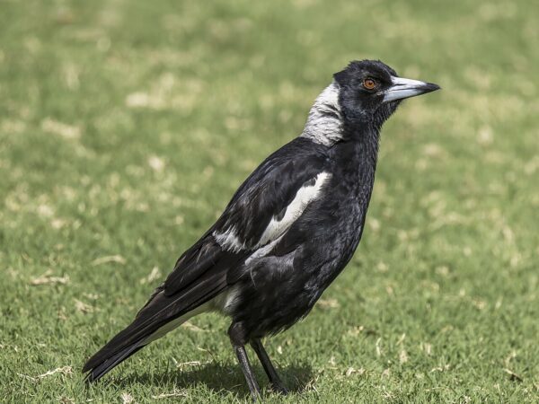 Australian magpie perched on a branch, the black-and-white bird behind Australia's spring swooping season